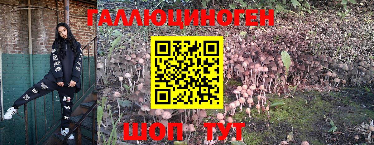 Галлюциногенные грибы Cubensis Пугачёв